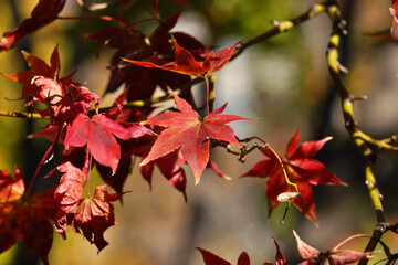red maple leaves