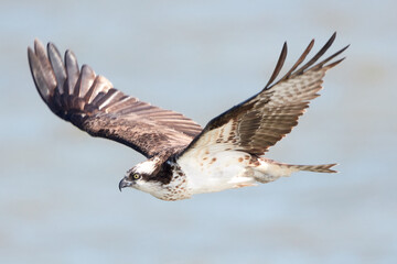 Osprey Bird Flying with Blue Sky