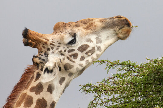 Giraffe Eating Acacia Branch