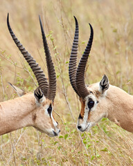 Thomson Gazelle Face Off