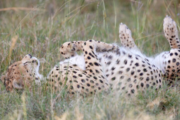 Cheetah Sleeping on Back