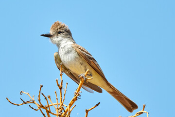 Great Crested Flycatcher Perched in Tree 