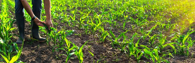 Corn sprouts on the field grow in the hands of the farmer. Selective focus.