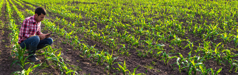 Corn sprouts on the field grow in the hands of the farmer. Selective focus.