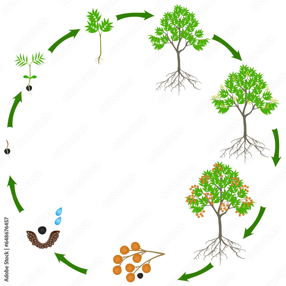 Canvas Prints life cycle of sapindus soap tree on a white background.
