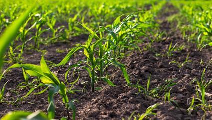 corn sprouts grow on the field. Selective focus.