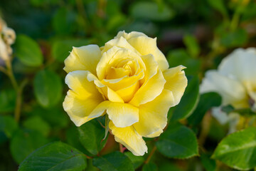 White Licorice Floribunda rose in a garden. California, United States - June, 2023.  