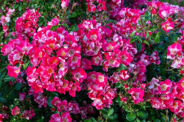 Fototapeta premium Carefree Spirit Shrub Rose in a garden. California, United States - June, 2023. 