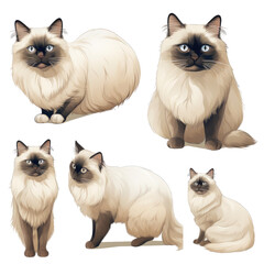 Set of Birman Cats Isolated On Transparent Background