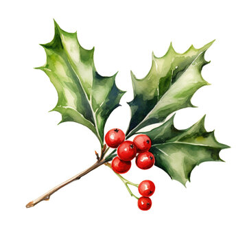 Watercolor Illustration of a Sprig of Christmas Holly Isolated on a White Background