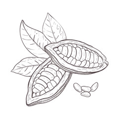 Vector illustration set of cocoa leaves, unpeeled beans and seeds. Black outline of branch, graphic drawing. For postcards, design and composition decoration, prints, posters, stickers, menu, stamps