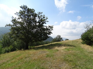 landscape with trees