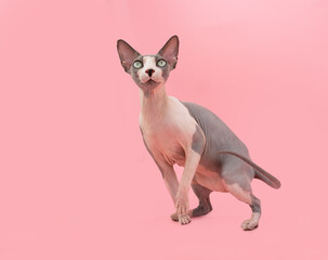 Portrait playful sphynx cat playing. Isolated on pink pastel background
