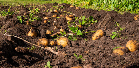 potatoes in the soil in sunny autumn day
