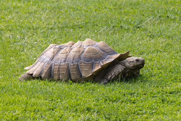 giant tortoise on grass 