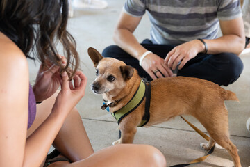 Dog staring at Woman with Food!
