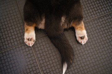 Pembroke Welsh Corgi Tri colored puppy
