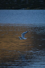 Black-headed Andean Gull in Atacama Chile