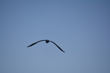 Lone flamingo in Atacama lagoon in Chile