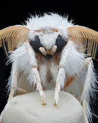 Portrait of a white moth with large antennae, on a white eraser-tip pencil (yellow-tail or goldtail moth or swan moth, Sphrageidus similis
