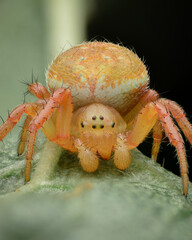 Portrait of an orange juvenile Cucumber Spider, black background (Araniella sp.)
