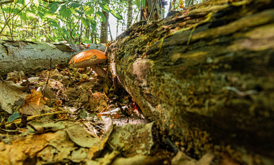 mushrooms on a tree trunk in autumn forest