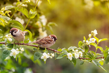 two birds sparrows sitting on the branches of flowering and fragrant jasmine