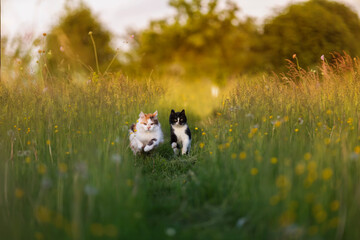 two beautiful and fluffy cats are running on a sunny blooming lawn