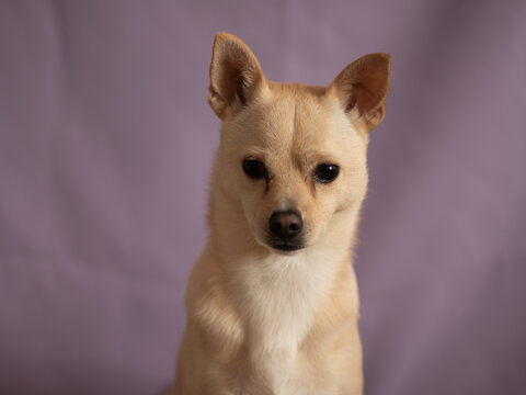 Foto de estudio de perro chihuahua  con fondo lila