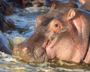 Smiling Hippo in Water