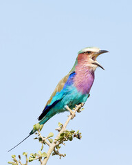 Lilac Breasted Roller Bird Singing on Branch