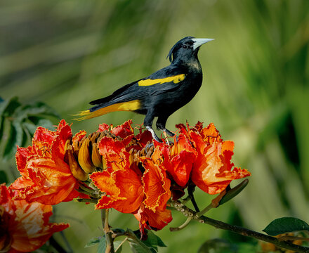 Yellow-winged Cacique perched, or in flight, in Mexico
