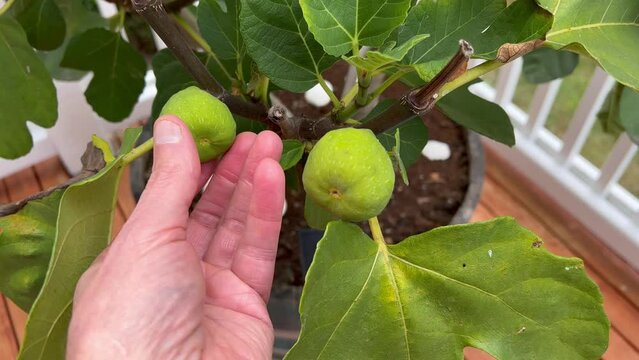 Male hand inspecting ripe fig fruit on tree before deciding to harvest 