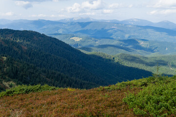 A sunny day in a green mountain meadow. The Carpathians, Ukraine.
