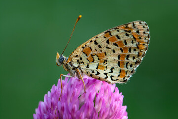 Macro shots, Beautiful nature scene. Closeup beautiful butterfly sitting on the flower in a summer garden.