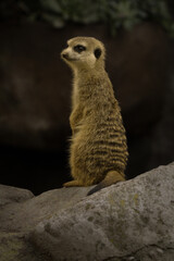 Fototapeta premium Meerkat on guard duty