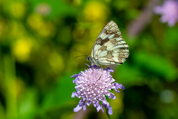 Macro shots, Beautiful nature scene. Closeup beautiful butterfly sitting on the flower in a summer garden.