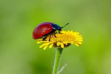 Zelfklevend Fotobehang Macro shots, Beautiful nature scene.  Beautiful ladybug on leaf defocused background © blackdiamond67