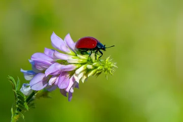 Wandcirkels plexiglas Macro shots, Beautiful nature scene.  Beautiful ladybug on leaf defocused background © blackdiamond67