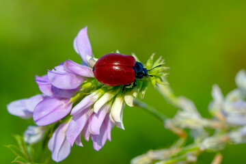 Macro shots, Beautiful nature scene.  Beautiful ladybug on leaf defocused background