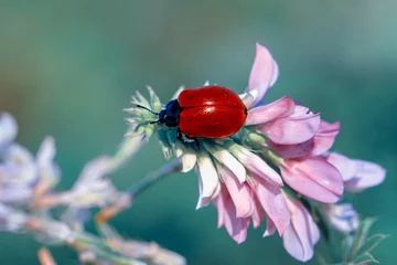 Zelfklevend Fotobehang Macro shots, Beautiful nature scene.  Beautiful ladybug on leaf defocused background © blackdiamond67