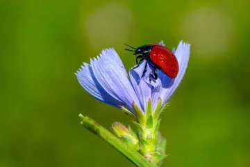 Foto op Aluminium Macro shots, Beautiful nature scene.  Beautiful ladybug on leaf defocused background © blackdiamond67
