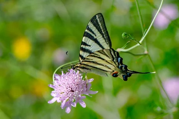 Foto op Aluminium Macro shots, Beautiful nature scene. Closeup beautiful butterfly sitting on the flower in a summer garden. © blackdiamond67