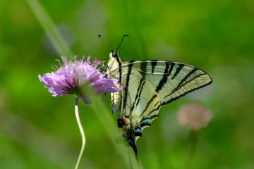Wandcirkels plexiglas Macro shots, Beautiful nature scene. Closeup beautiful butterfly sitting on the flower in a summer garden. © blackdiamond67