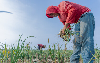 agricultural worker wields a scythe to collect the mature onion crop on a bright sunny afternoon