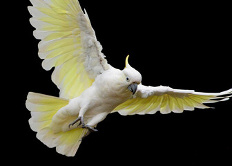 Sulphur crested cockatoo