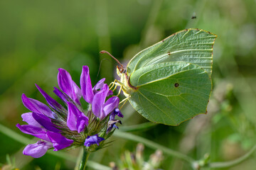 Macro shots, Beautiful nature scene. Closeup beautiful butterfly sitting on the flower in a summer garden.