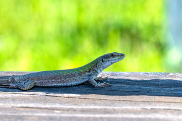 Closeup  Beautiful lizard in the garden