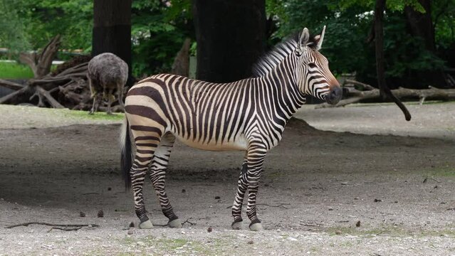 The Hartmann's mountain zebra, Equus zebra hartmannae is a subspecies of the mountain zebra found in far south-western Angola and western Namibia.