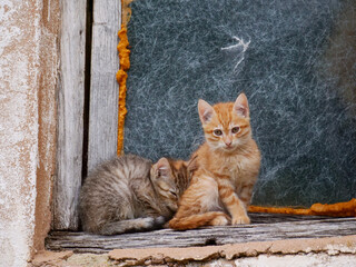 Cachorros de gato en una ventana vieja